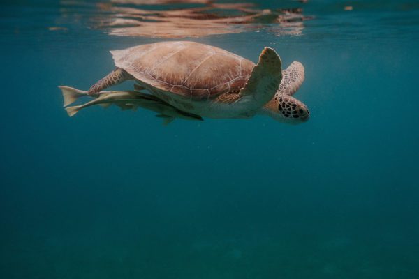 Under the Sea - Volume One - Sea Turtles 12