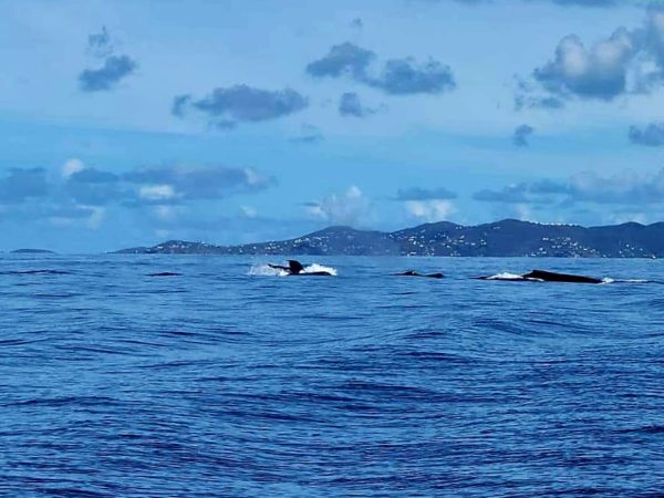 The Whales are Wintering in the Virgin Islands! 6