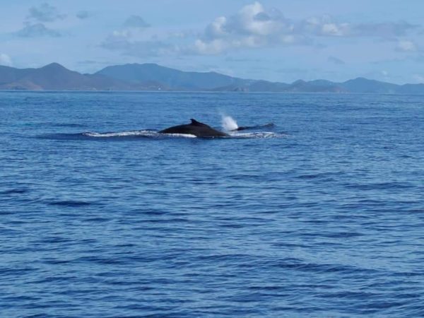 The Whales are Wintering in the Virgin Islands! 4