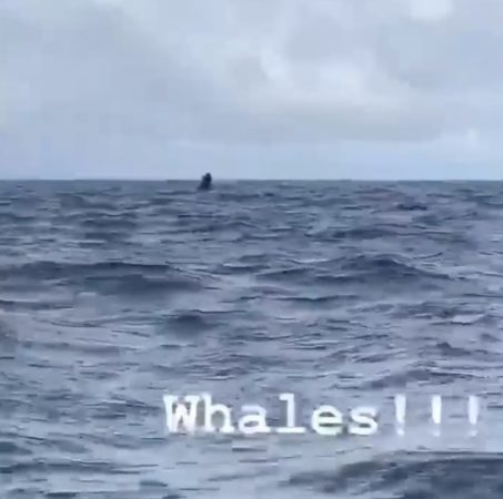 The Whales are Wintering in the Virgin Islands! 2