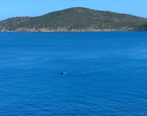 The Whales are Wintering in the Virgin Islands! 3
