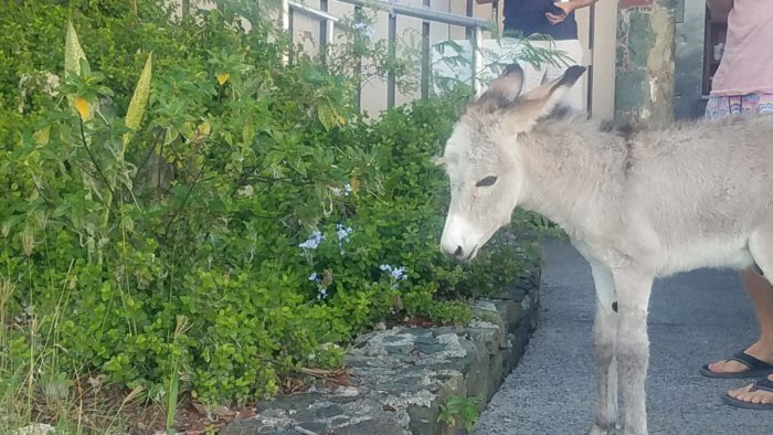 Call to Action – Our Donkey Friends Need your Help!