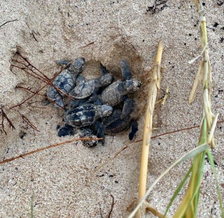 Turtle Alert! A Busy Nesting Season on St. John 4