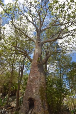 RIP Baobab Tree 6