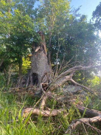 RIP Baobab Tree 5