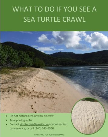 2022 Sea Turtle Nesting Season Kicks Off With Leatherbacks! 6