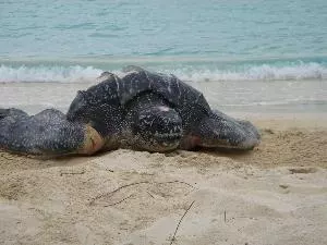 2022 Sea Turtle Nesting Season Kicks Off With Leatherbacks! 3