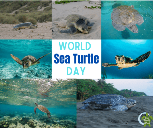 Tomorrow is World Sea Turtle Day 2022! 7
