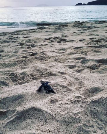 Leatherback Sea Turtle Babies Make Their Way to the Sea! 1