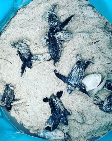 Leatherback Sea Turtle Babies Make Their Way to the Sea! 2