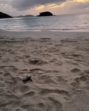 Leatherback Sea Turtle Babies Make Their Way to the Sea! 4