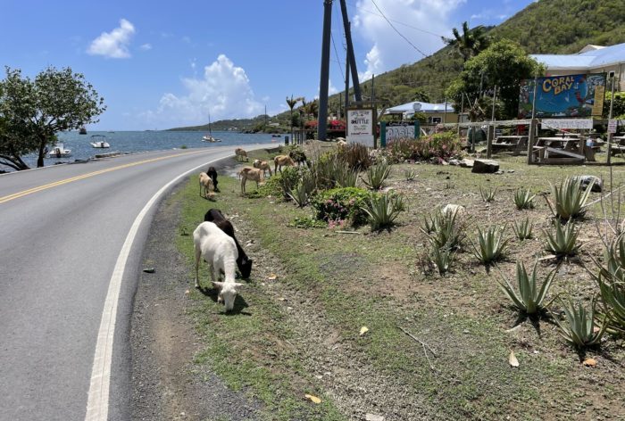 St. John Island Traffic Report Part Two: Furry Friends and Coral Bay 21