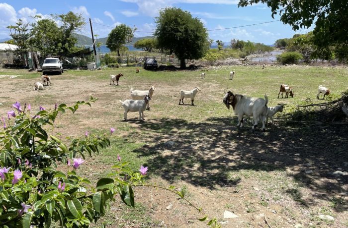 St. John Island Traffic Report Part Two: Furry Friends and Coral Bay 22