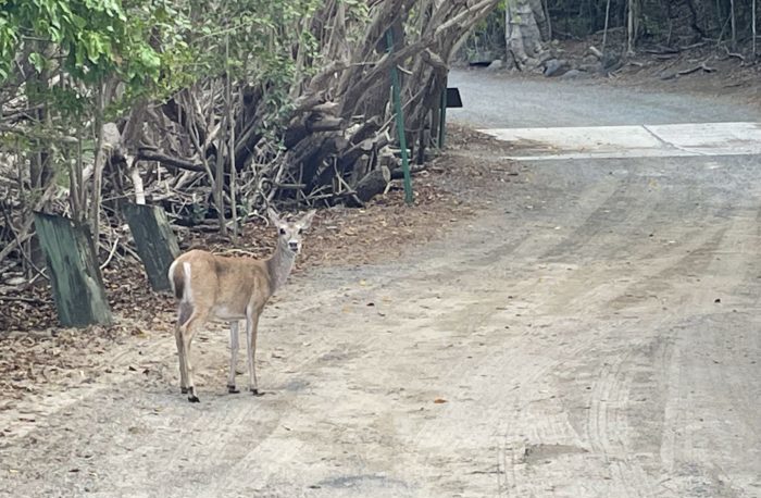St. John Island Traffic Report Part Two: Furry Friends and Coral Bay 6