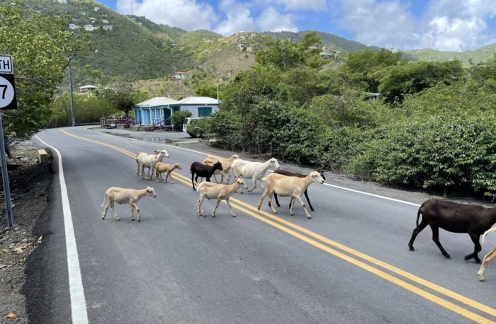 St. John Island Traffic Report Part Two: Furry Friends and Coral Bay 20