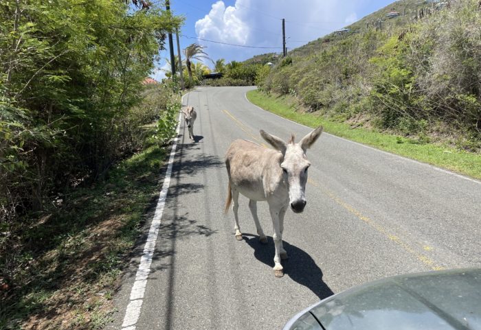 St. John Island Traffic Report Part Two: Furry Friends and Coral Bay 25