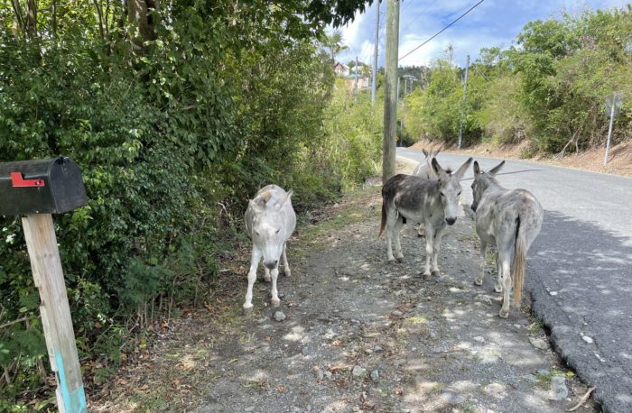 St. John Island Traffic Report Part Two: Furry Friends and Coral Bay 13