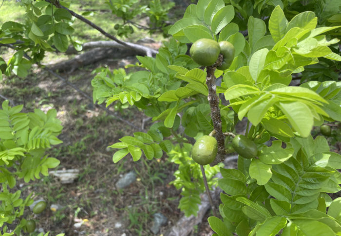 Delicious and Juicy: Local Fruits of St. John and Where to Find Them! 7