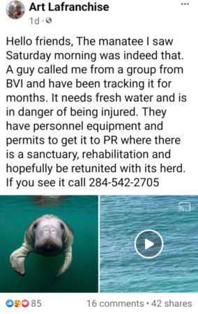 Wandering Manatee Sighted in the Virgin Islands 1