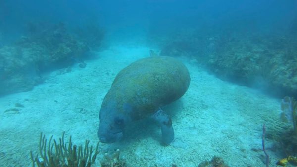 Wandering Manatee Sighted in the Virgin Islands 4