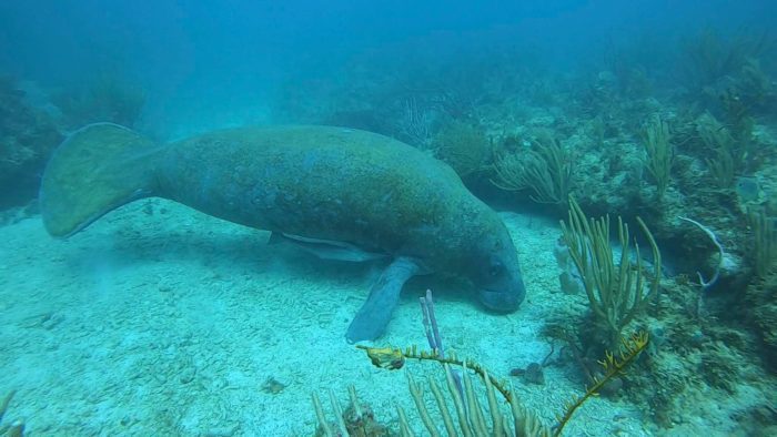 Wandering Manatee Sighted in the Virgin Islands
