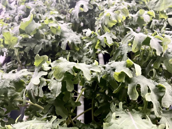 Love City Fresh: Vertical Hydroponic Farming, Right Here on St. John! 5