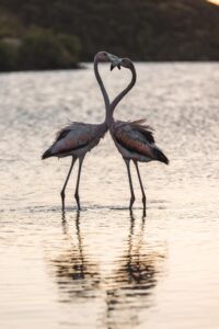 Flamingos Enjoying Salt Pond Paradise 3