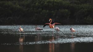 Flamingos Enjoying Salt Pond Paradise 4