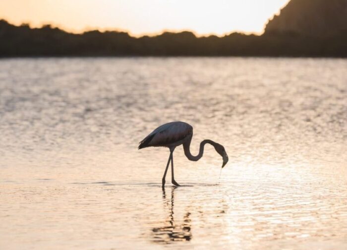Flamingos Enjoying Salt Pond Paradise