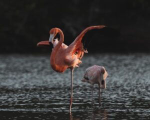 Flamingos Enjoying Salt Pond Paradise 2