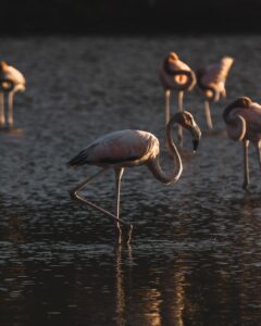 Flamingos Enjoying Salt Pond Paradise 1