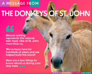 A Message From The Donkeys of St. John 1