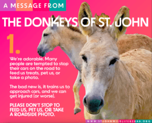 A Message From The Donkeys of St. John 2