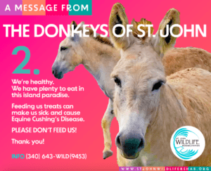 A Message From The Donkeys of St. John 3