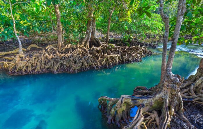 Reclaiming Paradise: St. John’s Mangrove Restoration Project 2