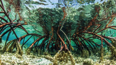 Reclaiming Paradise: St. John’s Mangrove Restoration Project 3
