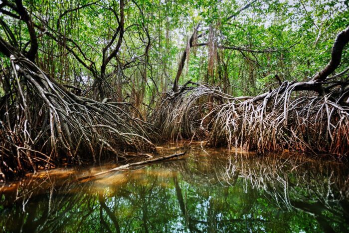 Reclaiming Paradise: St. John’s Mangrove Restoration Project 9