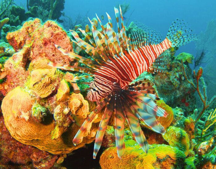 Invasive Lionfish Threatening USVI Coral Reefs 5